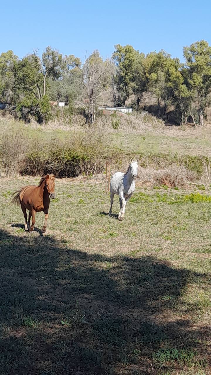 Pensione puledri, cavalli infortunati o anziani  Roma
