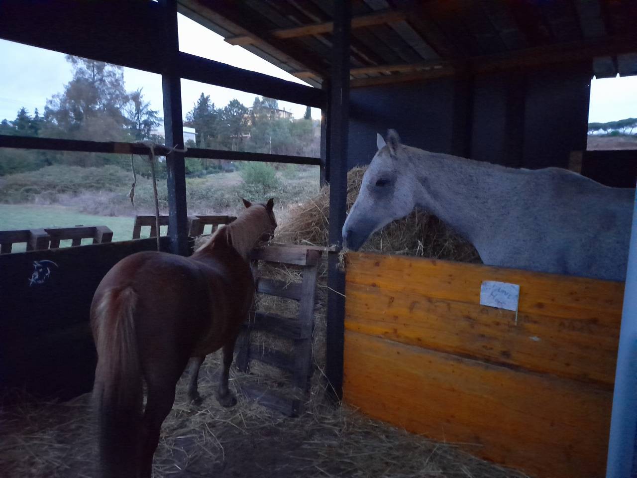 Pensione puledri, cavalli infortunati o anziani  Roma