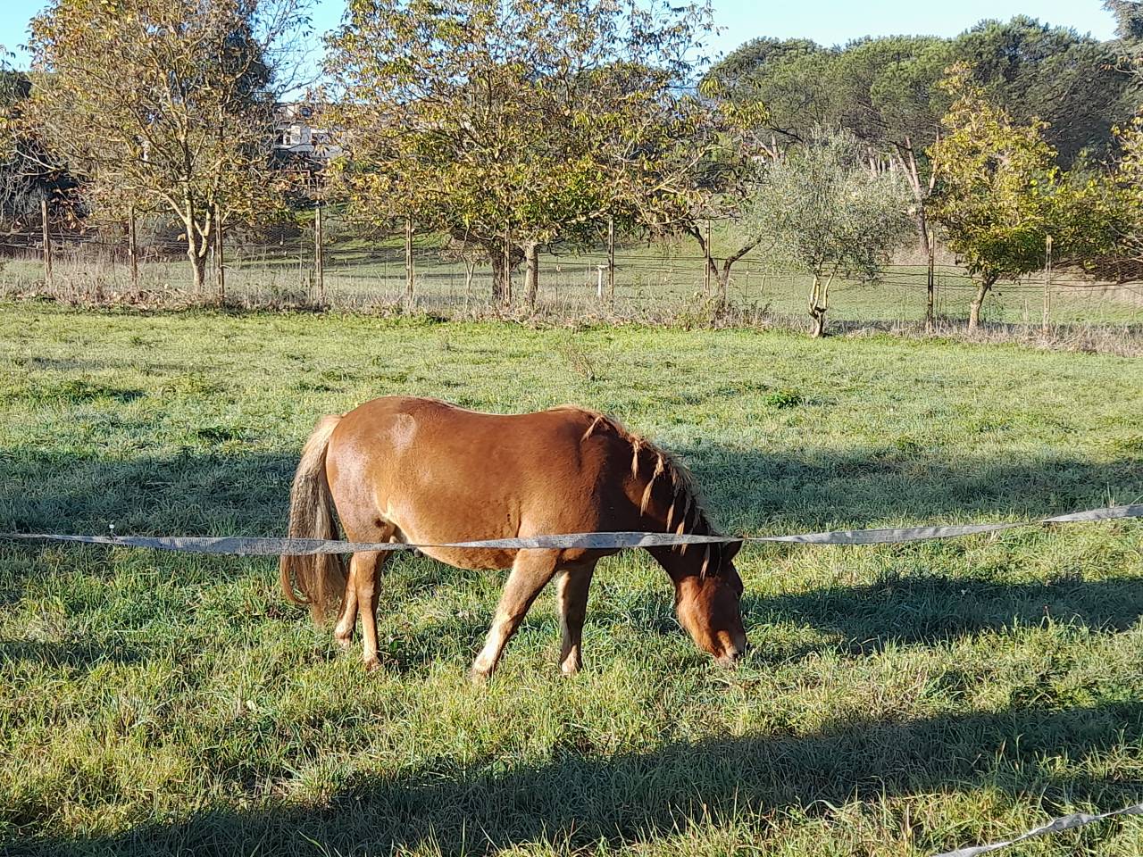 Pensione puledri, cavalli infortunati o anziani  Roma