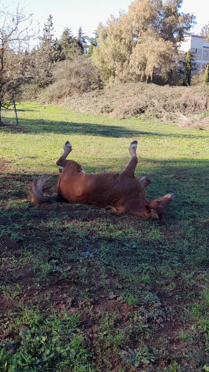 Pensione puledri, cavalli infortunati o anziani  Roma