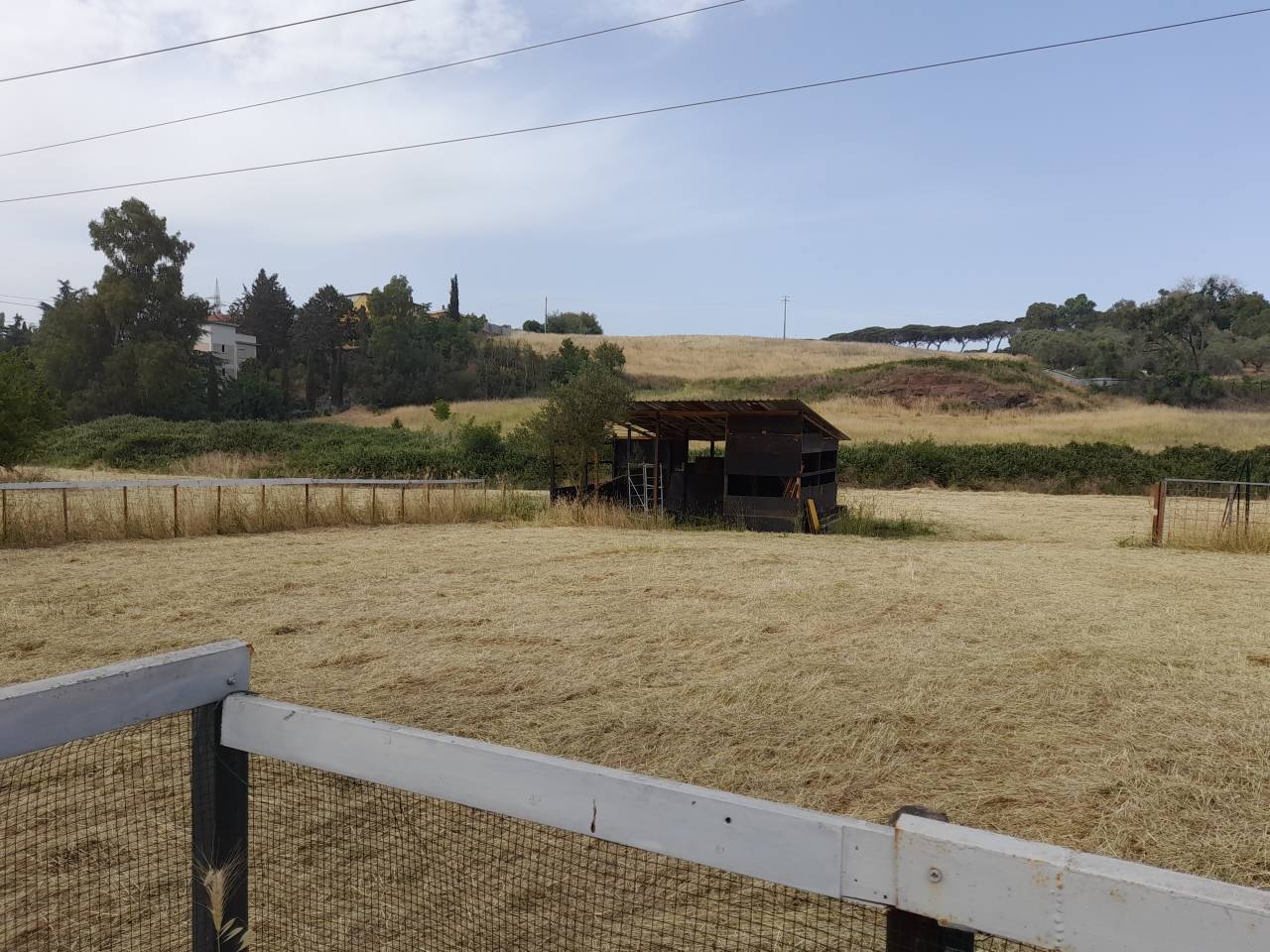 Pensione puledri, cavalli infortunati o anziani  Roma