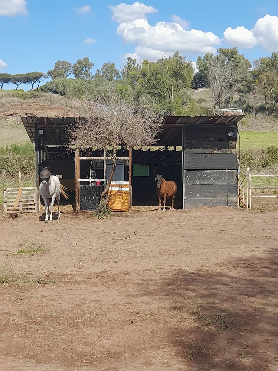 Pensione puledri, cavalli infortunati o anziani  Roma