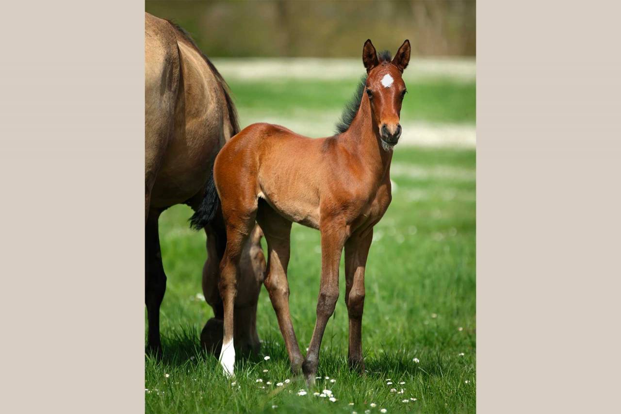 Puledra Akhal Teke In vendita 2025 Baio