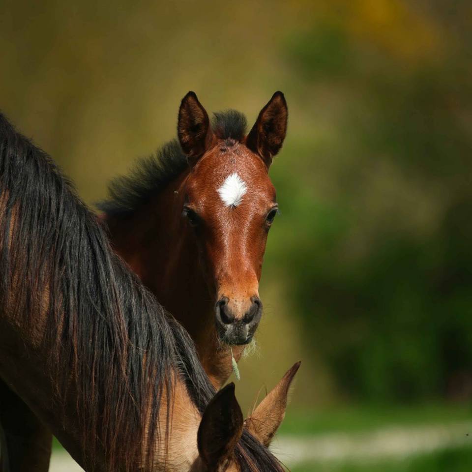 Puledra Akhal Teke In vendita 2025 Baio