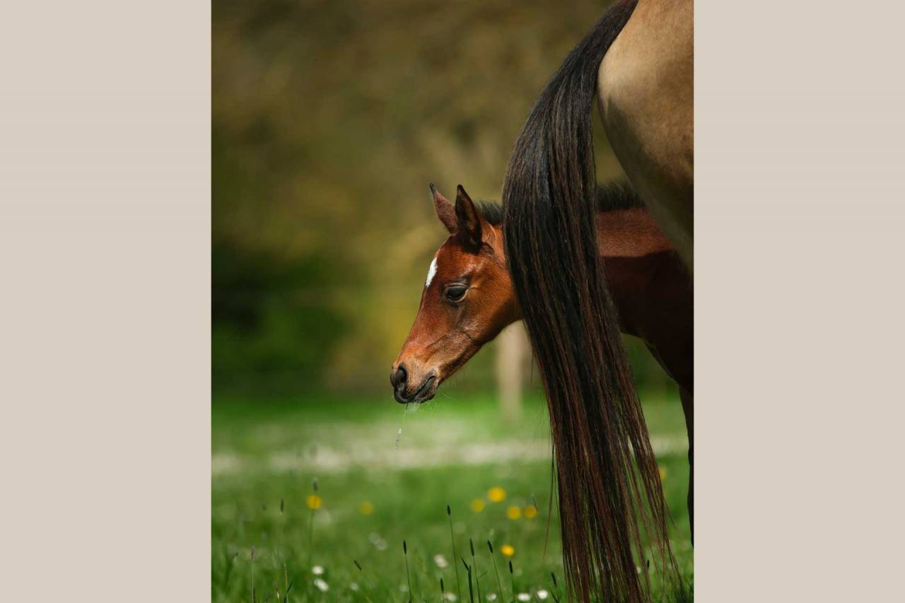 Puledra Akhal Teke In vendita 2025 Baio