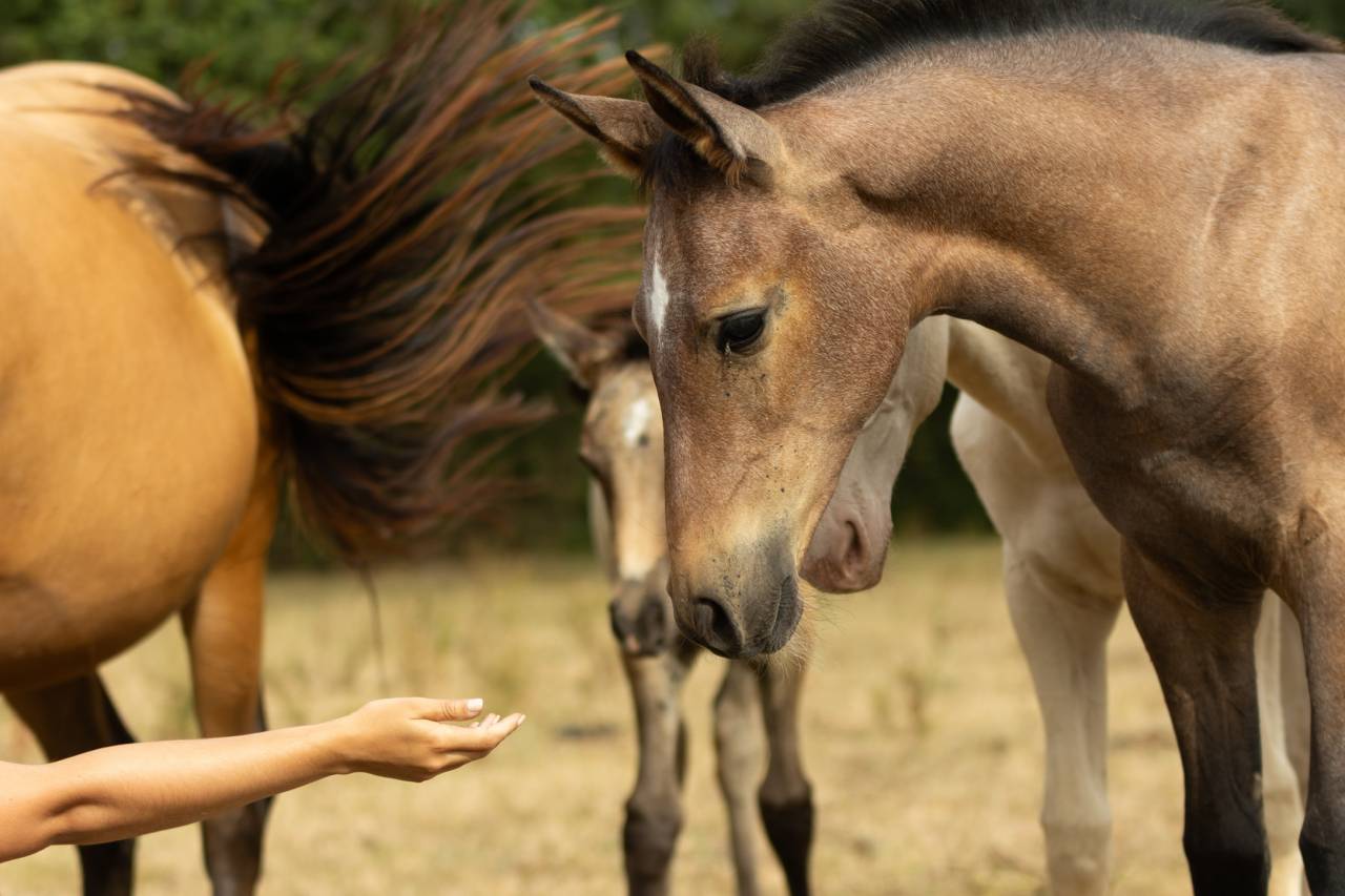 Puledra Akhal Teke In vendita 2025 Baio