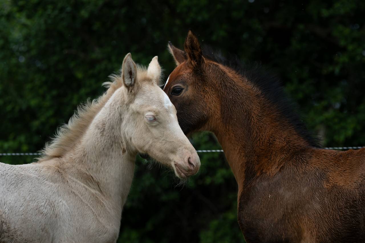 Puledra Akhal Teke In vendita 2025 Perlino