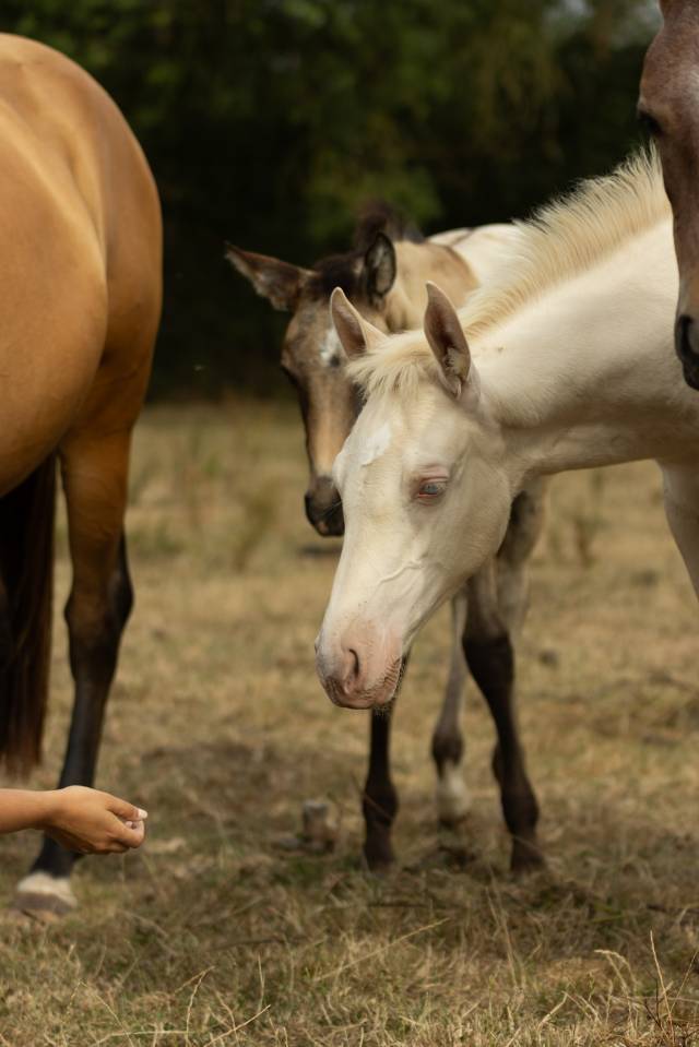 Puledra Akhal Teke In vendita 2025 Perlino