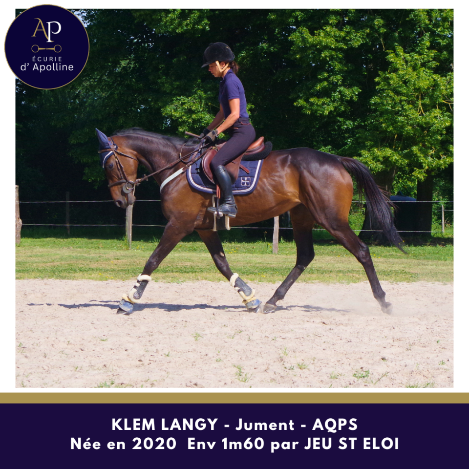 Cavalla AQPS In vendita 2020 Baio ,  Jeu St Eloi