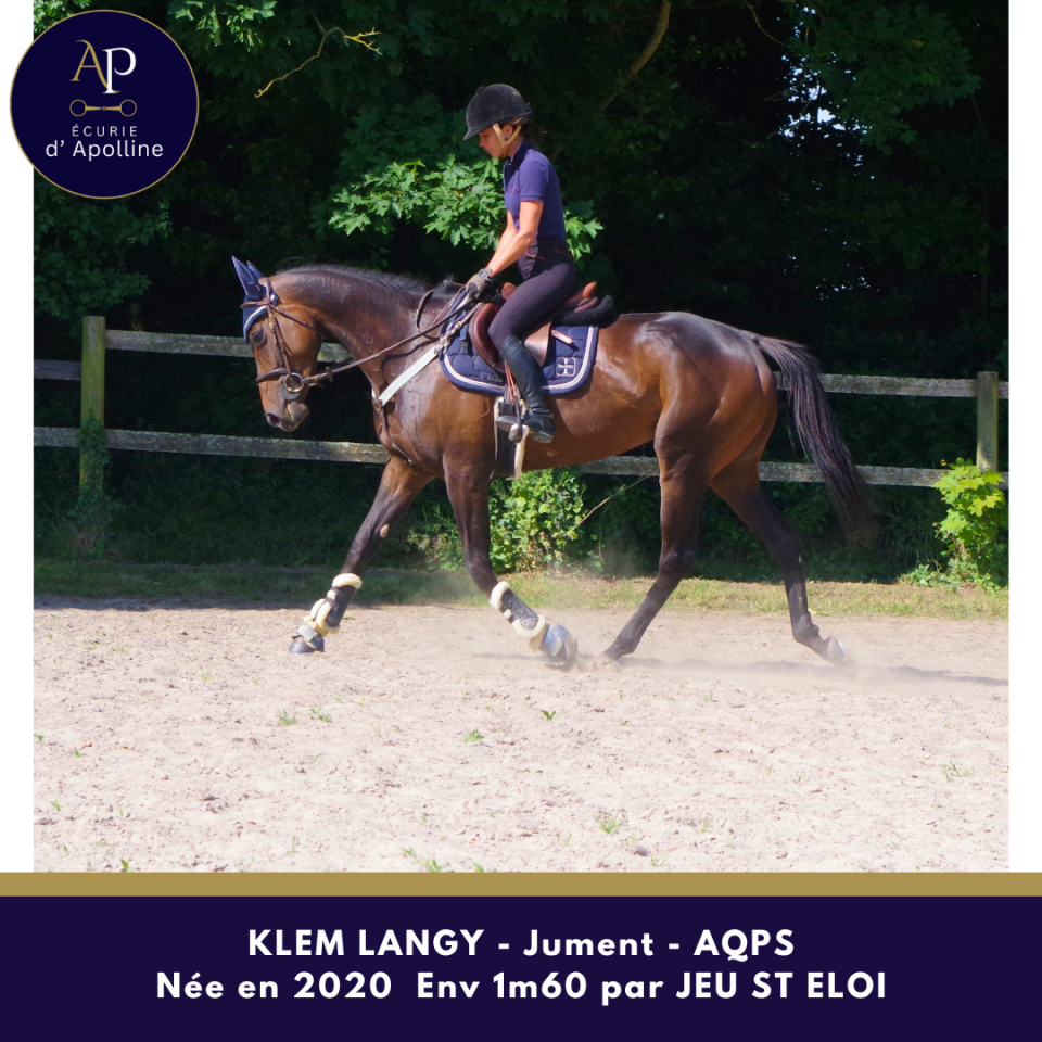 Cavalla AQPS In vendita 2020 Baio ,  Jeu St Eloi