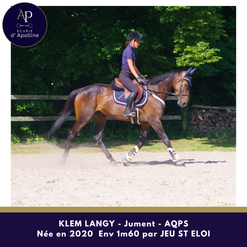 Cavalla AQPS In vendita 2020 Baio ,  Jeu St Eloi