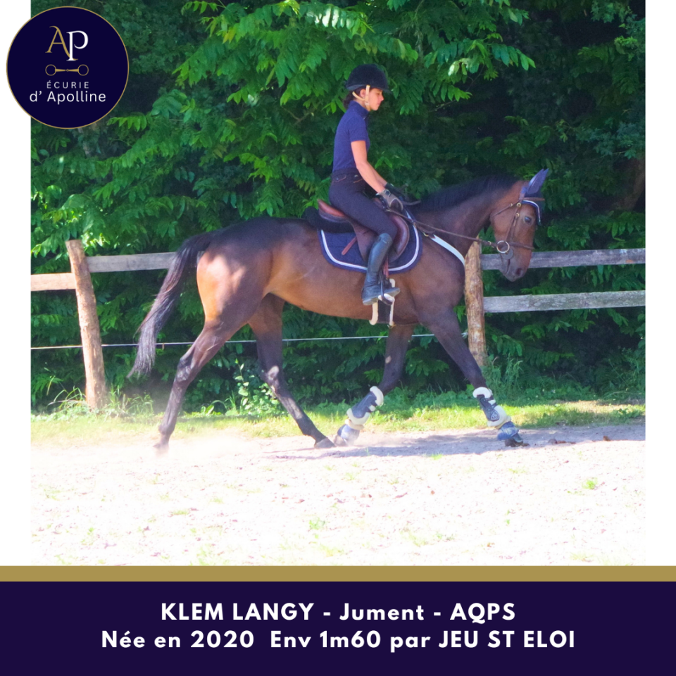 Cavalla AQPS In vendita 2020 Baio ,  Jeu St Eloi