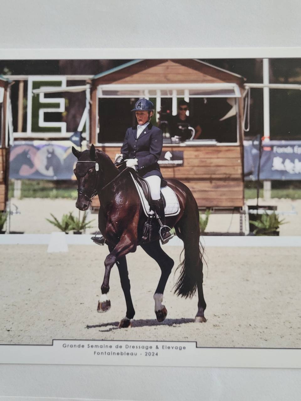 Castrone KWPN Cavallo da Sport Neerlandese In vendita 2018 Nero ,  don juan de hus