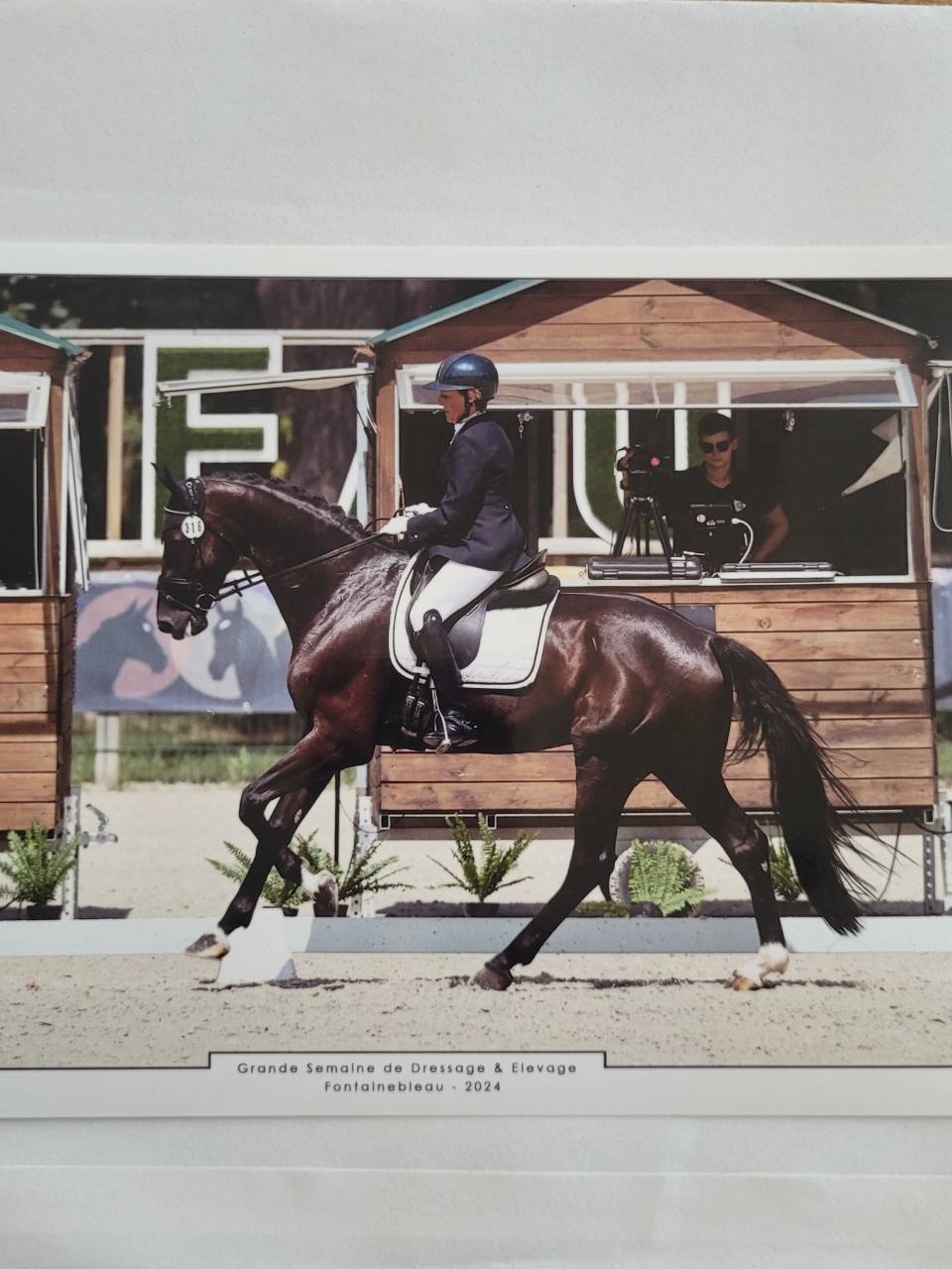 Castrone KWPN Cavallo da Sport Neerlandese In vendita 2018 Nero ,  don juan de hus