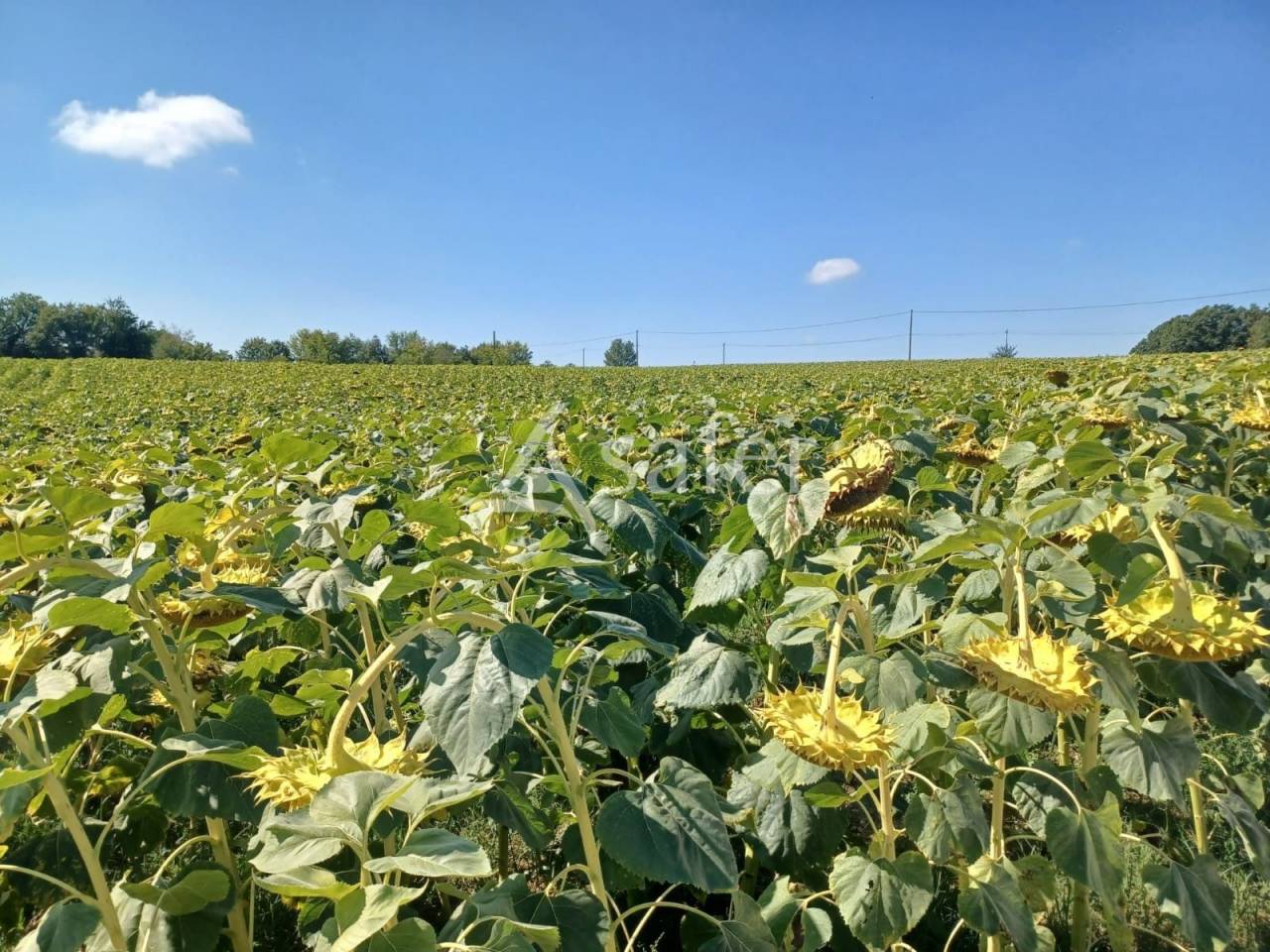 Azienda agricola In vendita Lot-et-Garonne