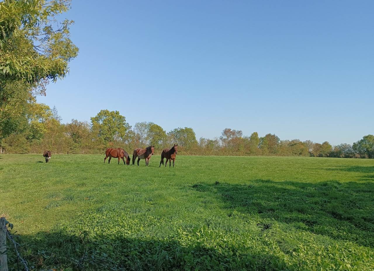 Bella dimora equestre In vendita Charente-Maritime