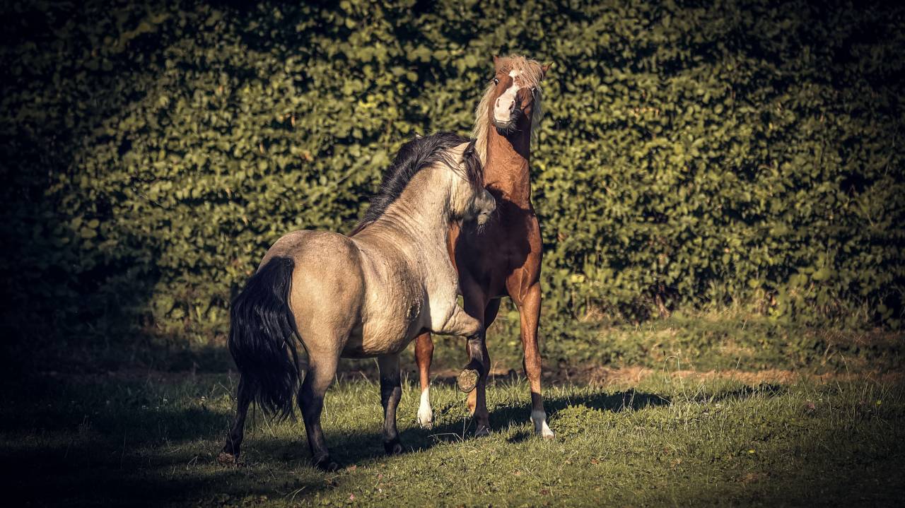 LASKA DE ST BRIS - Shetland 2021