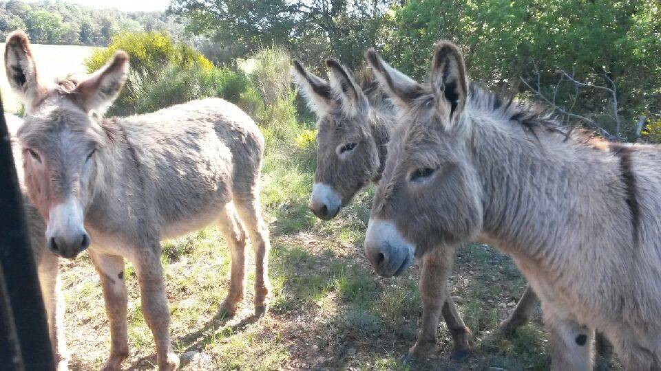 Asno Provence In vendita 2022 Grigio