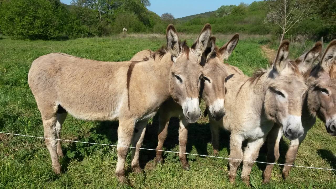 Asno Provence In vendita 2022 Grigio