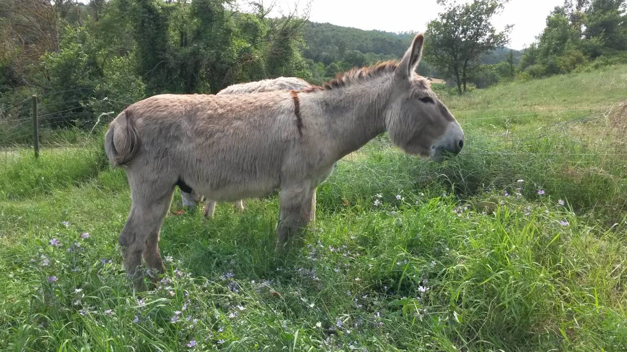 Asno Provence In vendita 2022 Grigio