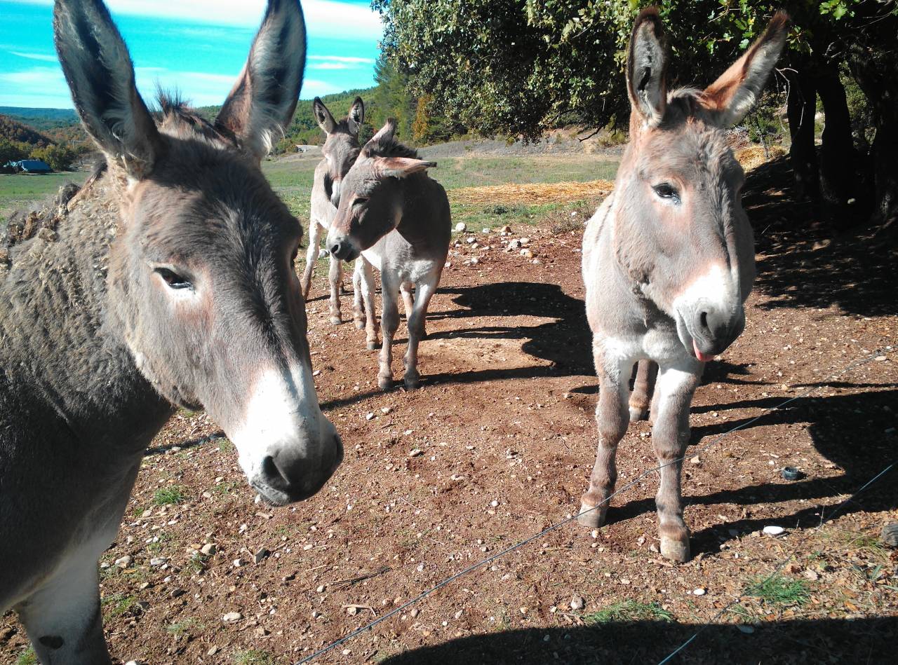 Asno Provence In vendita 2022 Grigio