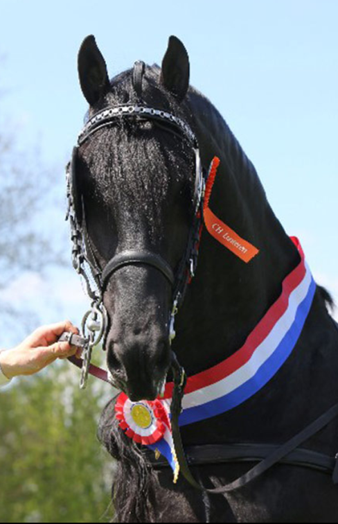 Puledro Frisone In vendita 2025 Nero ,  Maurus 441,Stb sport