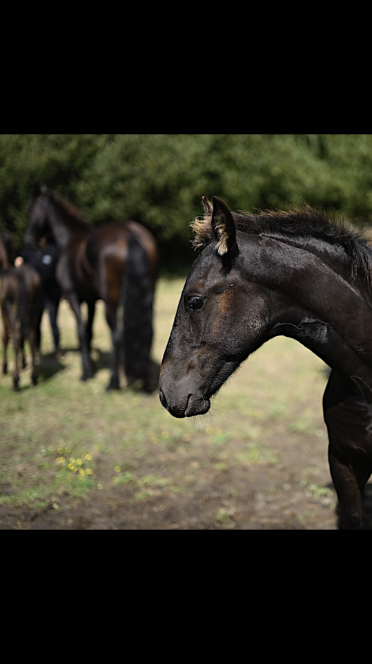 Puledro Frisone In vendita 2025 Nero ,  Maurus 441,Stb sport