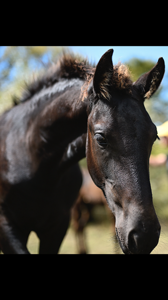 Puledro Frisone In vendita 2025 Nero ,  Maurus 441,Stb sport