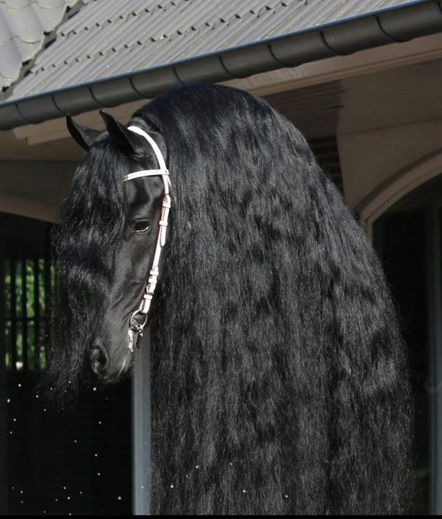 Puledra Frisone In vendita 2024 Nero ,  Epke 474, Sport Elite AAA