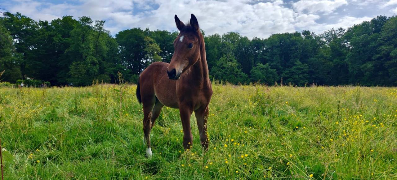 Puledro Sella Francese In vendita 2025 Baio ,  Consul dl vie 