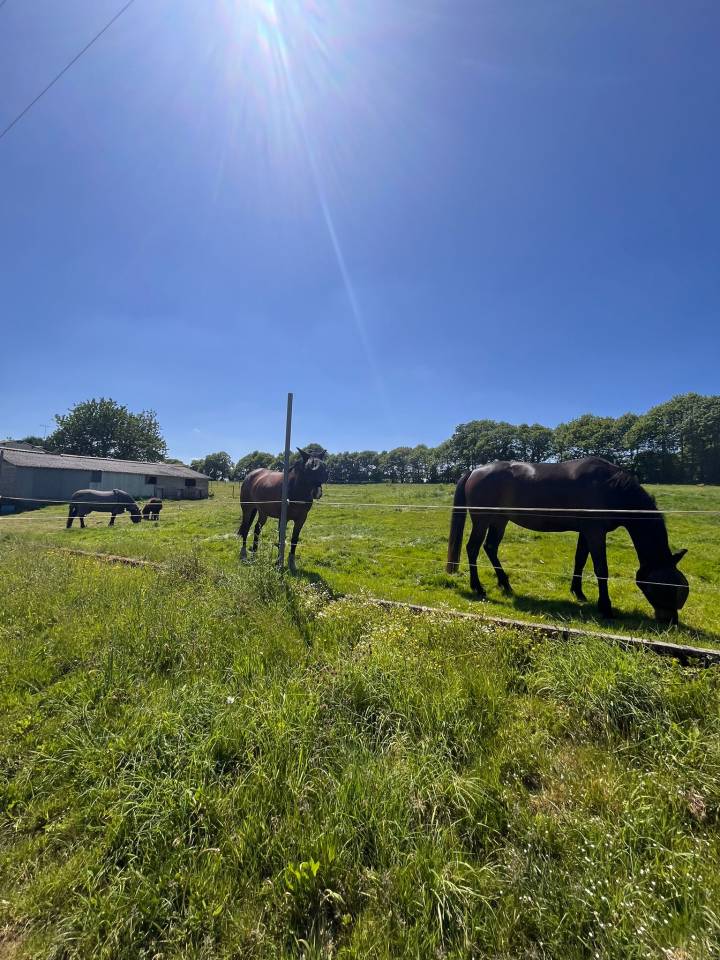 Proprietà equestre In vendita Ile-et-Vilaine