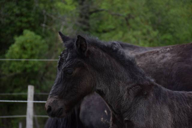 Cavalla Mérens In vendita 2024 Nero