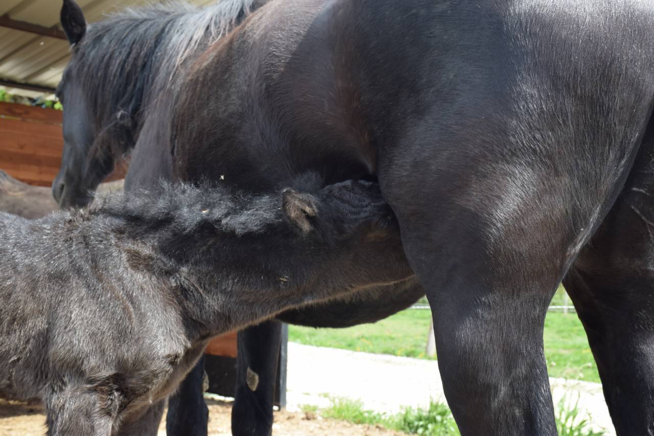 Cavalla Mérens In vendita 2024 Nero