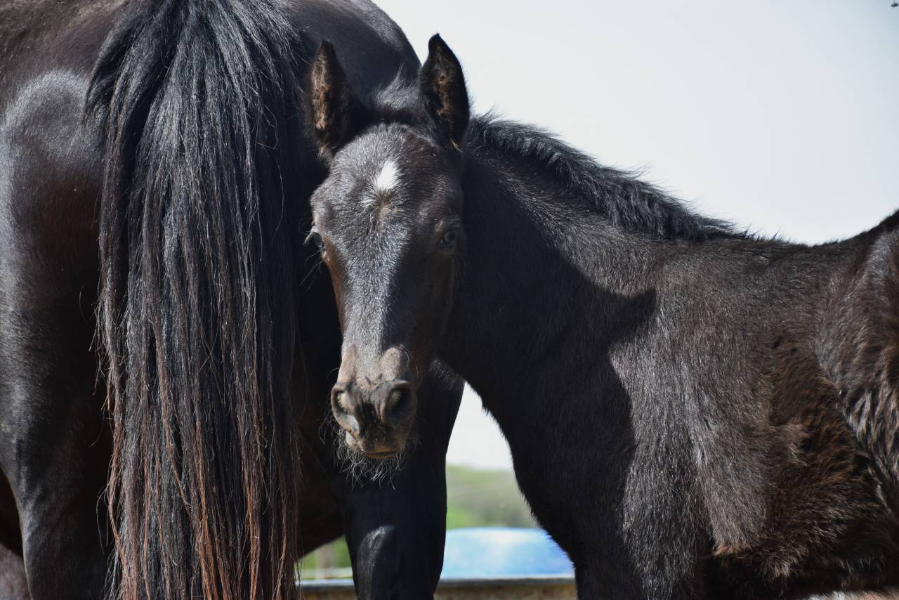 Cavalla Mérens In vendita 2024 Nero
