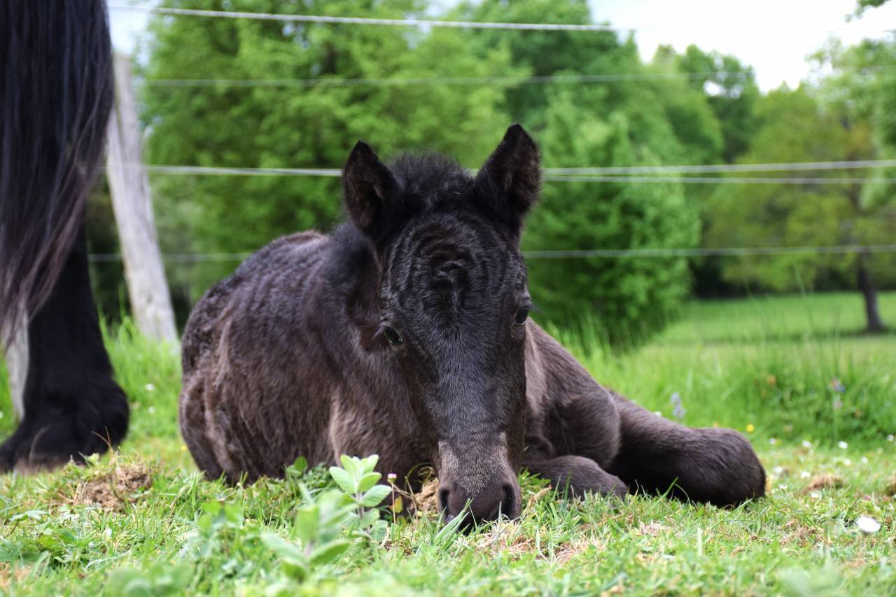 Cavalla Mérens In vendita 2024 Nero