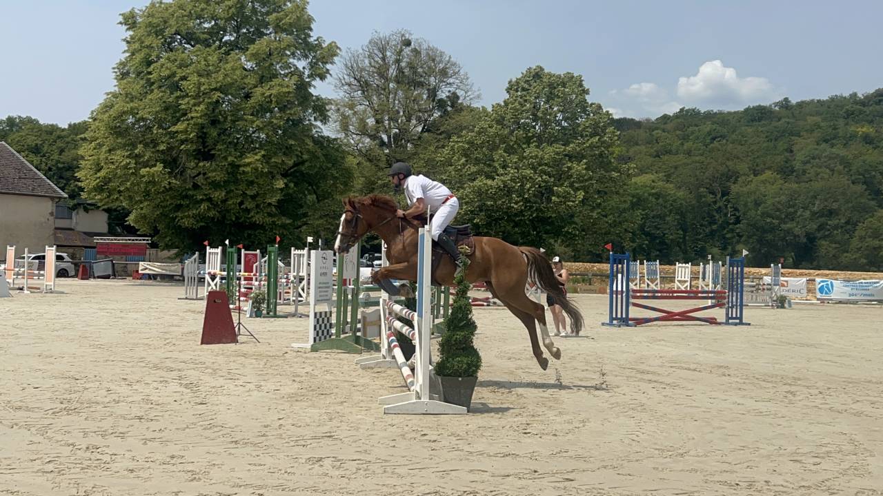 Cavalla Origine non conosciuta  In vendita 2018 Sauro ,  baladin de Flobecq