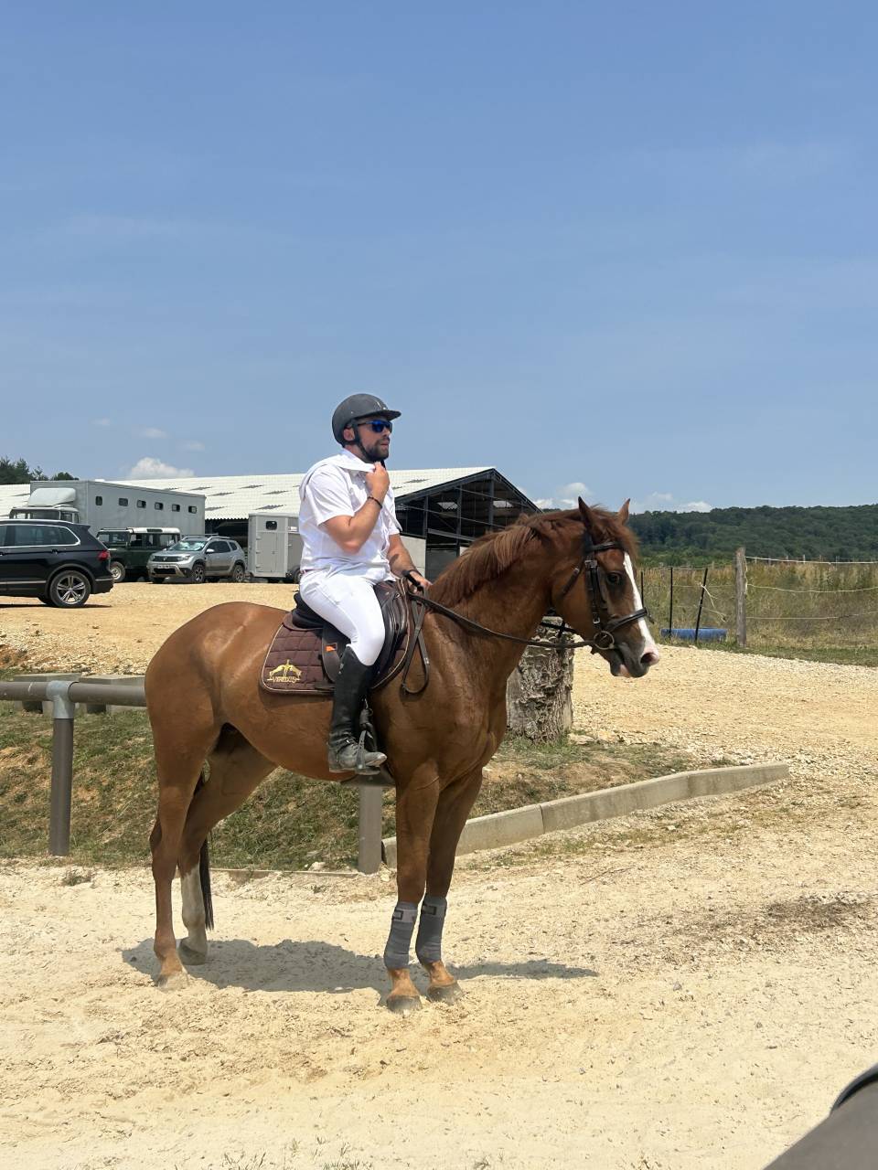 Cavalla Origine non conosciuta  In vendita 2018 Sauro ,  baladin de Flobecq