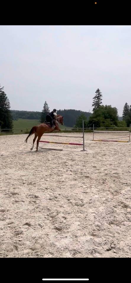 Cavalla Origine non conosciuta  In vendita 2018 Sauro ,  baladin de Flobecq