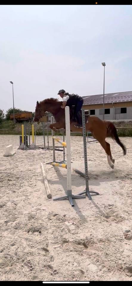 Cavalla Origine non conosciuta  In vendita 2018 Sauro ,  baladin de Flobecq