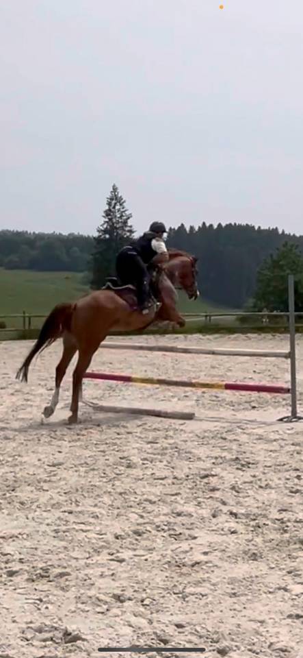 Cavalla Origine non conosciuta  In vendita 2018 Sauro ,  baladin de Flobecq