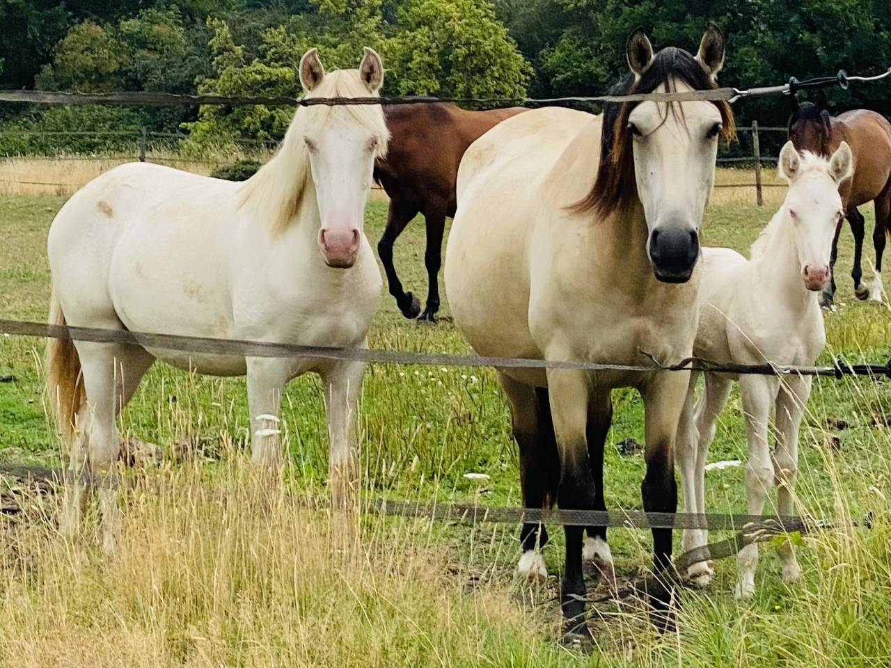 Puledro Altre Razze di Pony In vendita 2024 Perlino