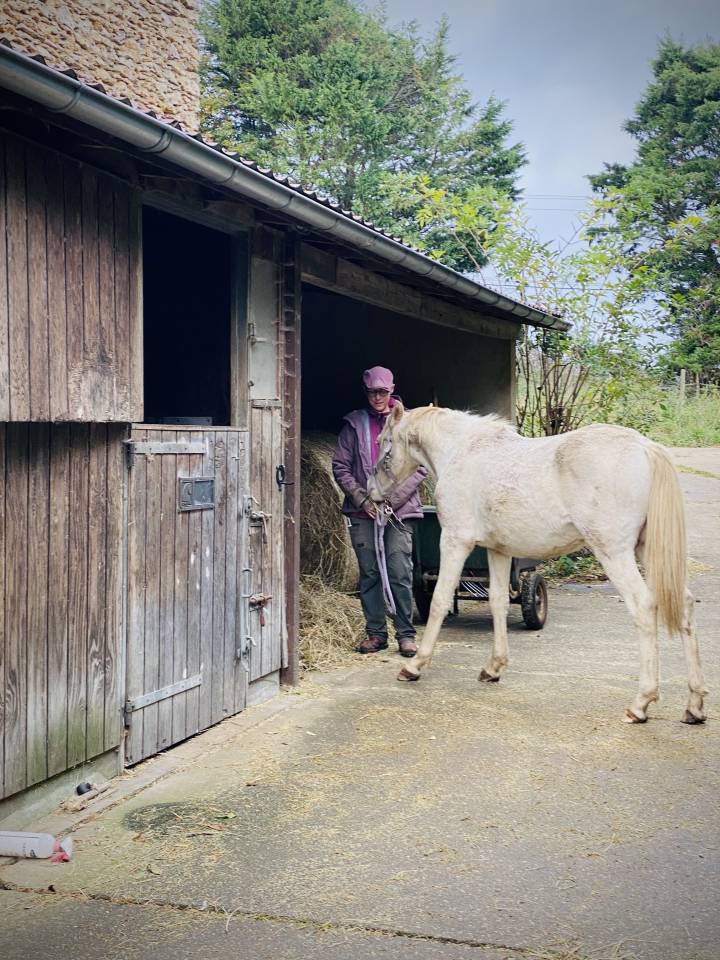 Puledro Altre Razze di Pony In vendita 2024 Perlino