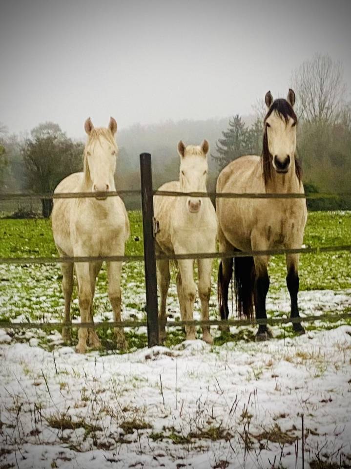 Puledro Altre Razze di Pony In vendita 2024 Perlino
