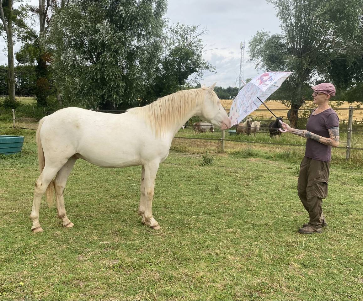 Castrone Altre Razze di Pony In vendita 2024 Perlino