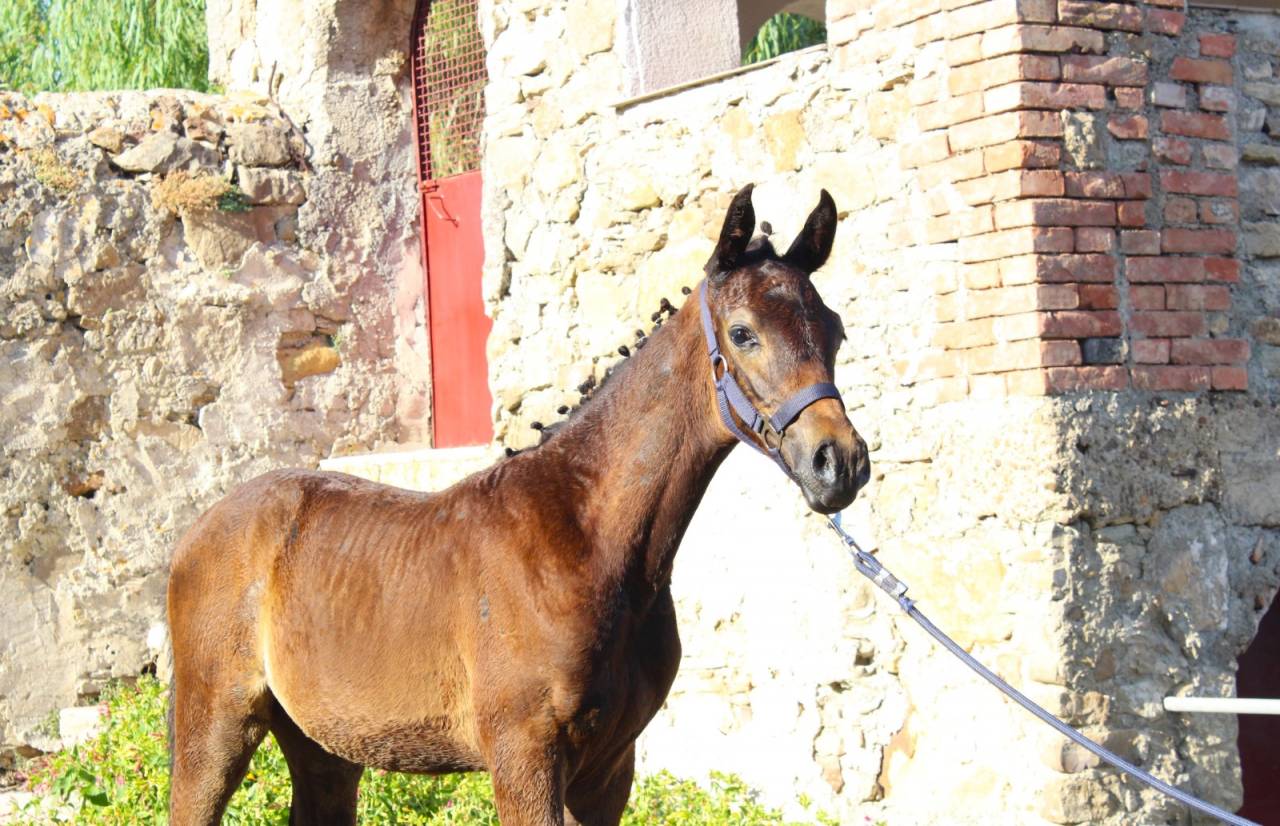 Vendo puledro da salto ostacoli sella italiano