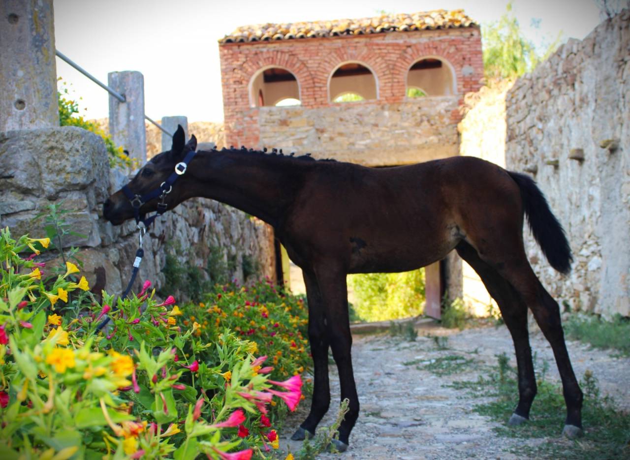 Vendo puledro da salto ostacoli sella italiano