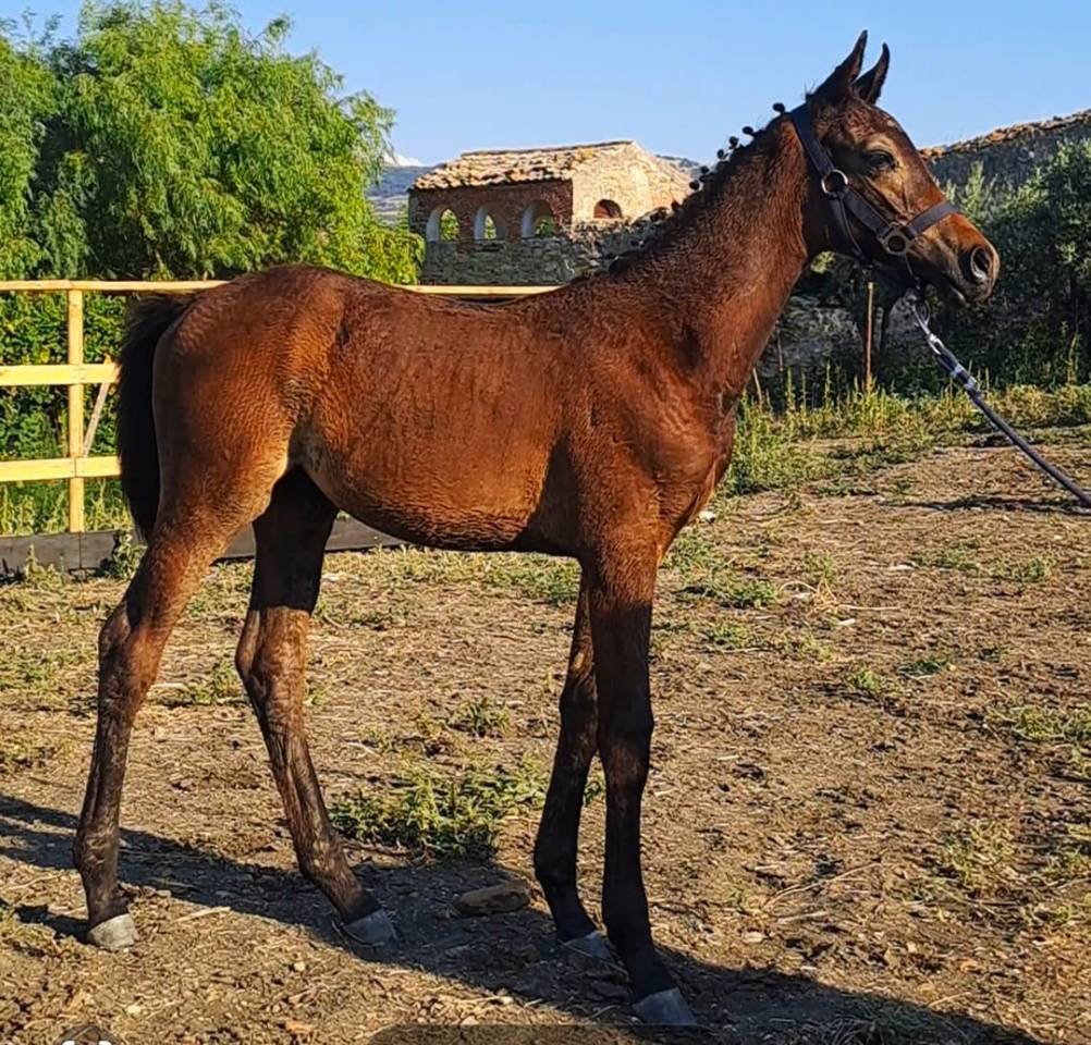 Vendo puledro da salto ostacoli sella italiano