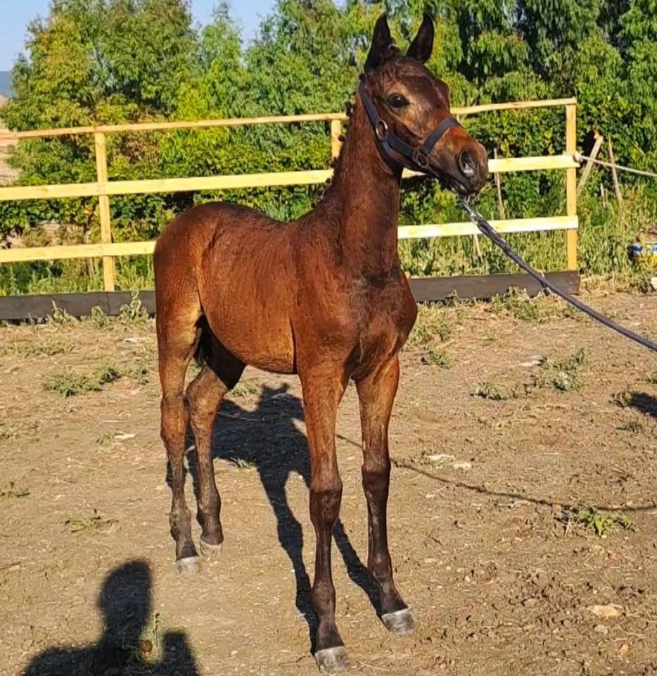 Vendo puledro da salto ostacoli sella italiano