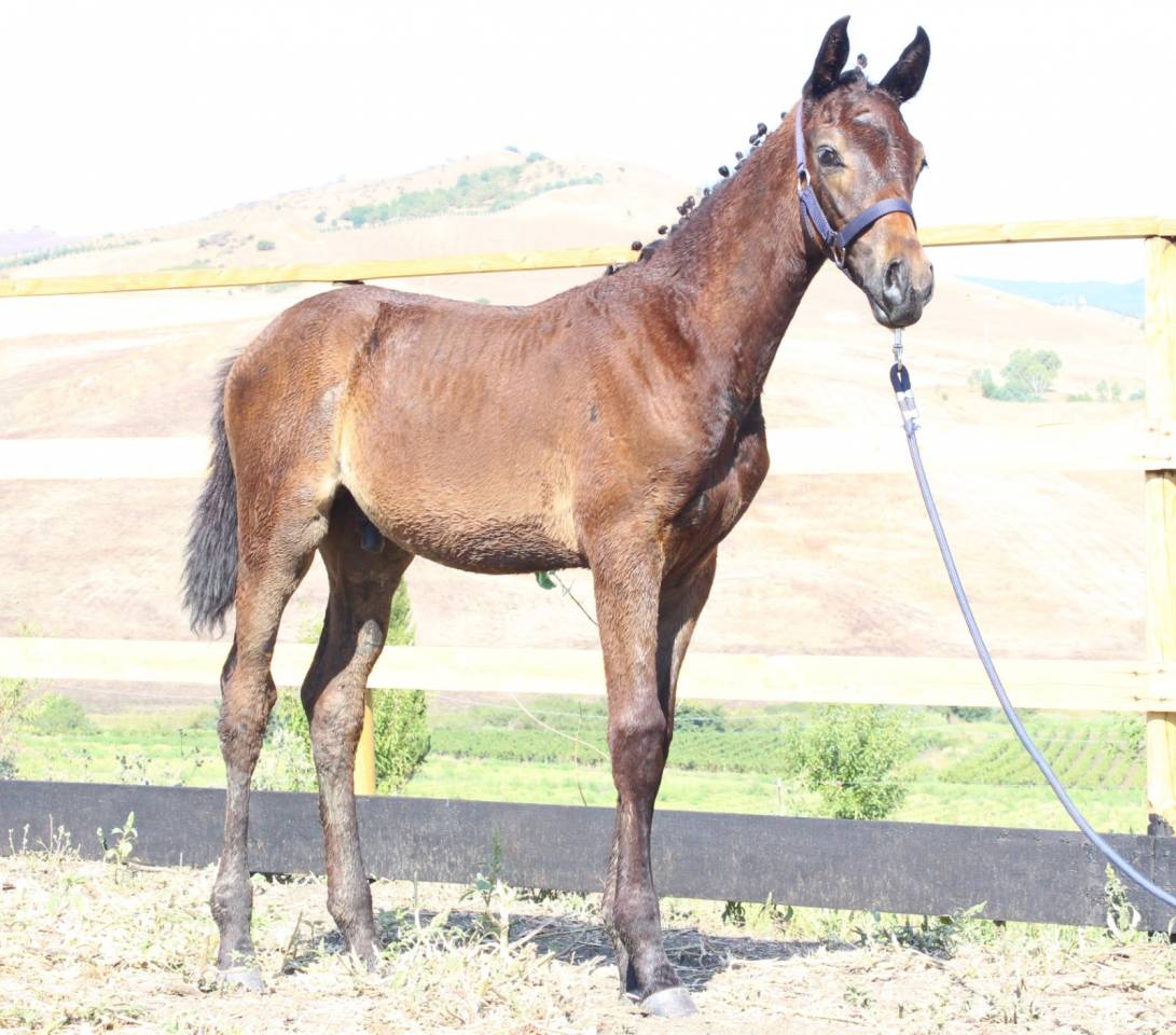 Vendo puledro da salto ostacoli sella italiano