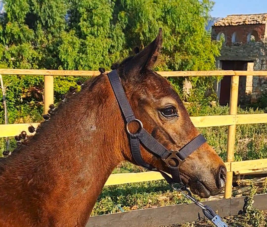Vendo puledro da salto ostacoli sella italiano